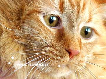 گالري عکس حيوانات